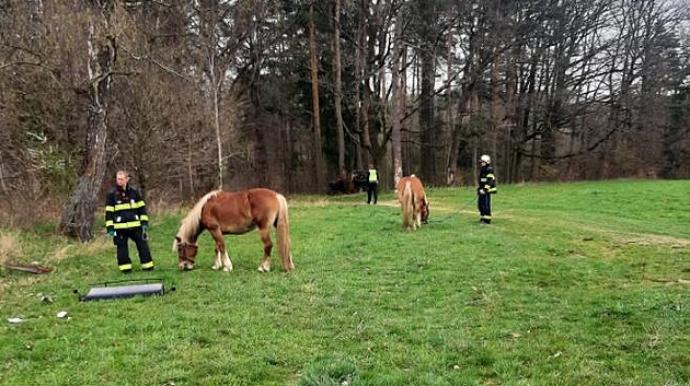 Koňům se nic nestalo.