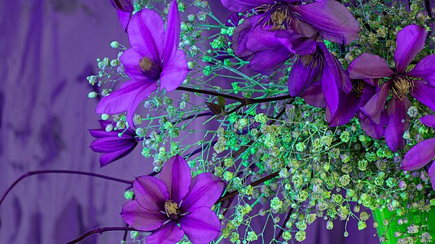 Centrální expozice jarní Flory Olomouc představí jedinečné květinové exponáty.