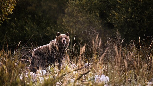 Z filmu Lebo medved, který se bude promítat na festivalu Academia Film Olomouc.
