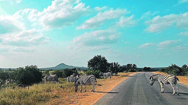 Safari v Krugerově národním parku Safari v Krugerově národním parku