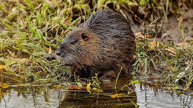Na Josefovských loukách se zabydlely i nutrie. (10. listopadu 2023)
