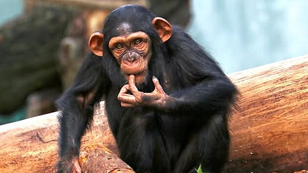 Pětiletá samička šimpanze učenlivého Caila má vážné zdravotní potíže. Veterináři ji nasadili biologickou léčbu a doufají, že pomůže.