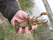 Na invazivního raka mramorovaného na Radovesické výsypce narazili vědci z České... Na invazivního raka mramorovaného na Radovesické výsypce narazili vědci z České...