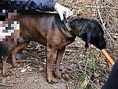 Zvědavost přivedla fenu bavorského barváře až do útrob jezevčí nory, která se... Zvědavost přivedla fenu bavorského barváře až do útrob jezevčí nory, která se...
