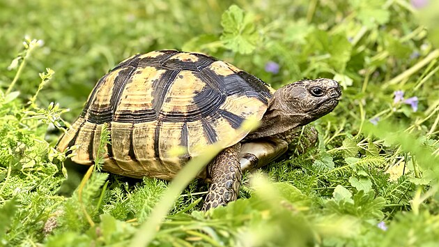 Nejrozšířenější suchozemská želva chovaná u nás je zelenavá. Nejrozšířenější suchozemská želva chovaná u nás je zelenavá.