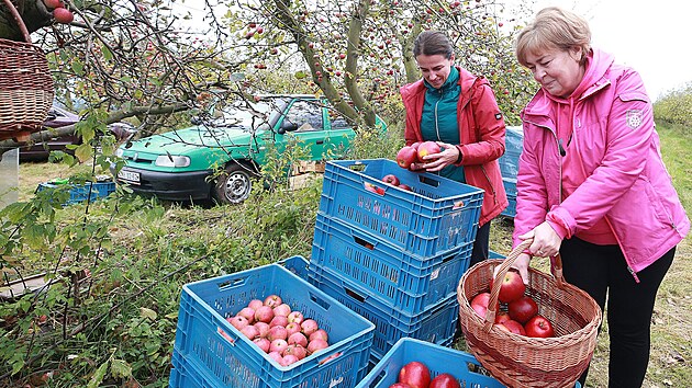 Jednou z oblíbených možností, jak dostat úrodu jablek ze stromů, je samosběr. Ženy na snímku si česají jablka pro vlastní potřebu v sadu nedaleko Čtveřína na Turnovsku.