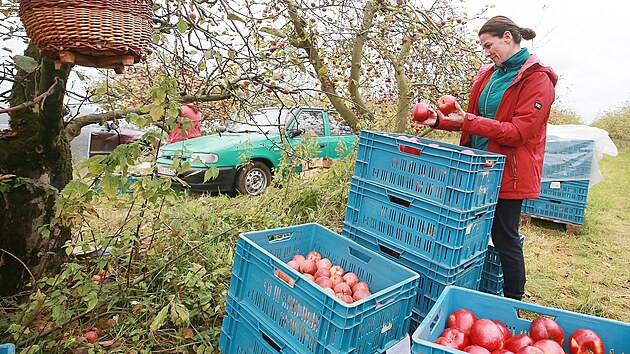 Jednou z oblíbených možností, jak dostat úrodu jablek ze stromů, je samosběr. Ženy na snímku si česají jablka pro vlastní potřebu v sadu nedaleko Čtveřína na Turnovsku.