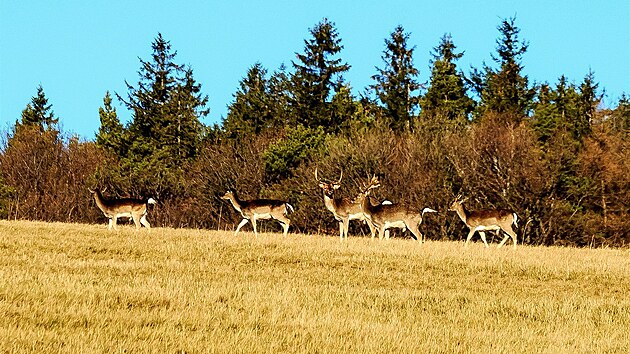 Do radějovské obory miliardáře Leoše Novotného staršího se běžný smrtelník dostane, ale příliš daleko jej nepustí.