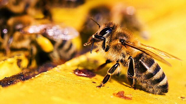 Včela medonosná si čistí tykadla.