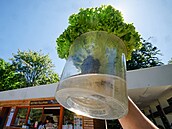 Saláty vypěstované pomocí hydroponie (2. července 2025) Saláty vypěstované pomocí hydroponie (2. července 2025)