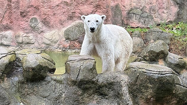 Lední medvědice Cora z brněnské zoo se v pondělí 7. července 2025 přesunula do... Lední medvědice Cora z brněnské zoo se v pondělí 7. července 2025 přesunula do...