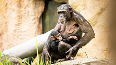 Prázdniny v Zoo Ostrava: Osvěžení pod korunami stromů Prázdniny v Zoo Ostrava: Osvěžení pod korunami stromů