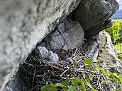 Hnízdo sokolů bylo umístěno ve skalní stěně masivu Čtyři palice ve Žďárských... Hnízdo sokolů bylo umístěno ve skalní stěně masivu Čtyři palice ve Žďárských...