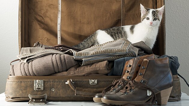 Cestování s kočkou není úplně jednoduché. ale zvládnout se dá.