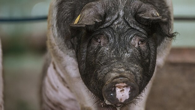 Špičkovým zemědělským vědeckým pracovištěm, Výzkumným ústavem živočišné výroby (VÚŽV), zmítá chaos a nejistota. Po „zlatých padácích“ pro bývalé poslance ČSSD, kteří v ústavu působili do loňského roku, a následném odvolání tamního ředitele Pavla Čermáka doufalo ministerstvo zemědělství v uklidnění situace. V létě vypsalo výběrové řízení na nového ředitele, zájemci se mohou hlásit do středy. Do nalezení nového ředitele vede ústav náměstkyně pro vědu Jana Rychtářová. Špičkovým zemědělským vědeckým pracovištěm, Výzkumným ústavem živočišné výroby (VÚŽV), zmítá chaos a nejistota. Po „zlatých padácích“ pro bývalé poslance ČSSD, kteří v ústavu působili do loňského roku, a následném odvolání tamního ředitele Pavla Čermáka doufalo ministerstvo zemědělství v uklidnění situace. V létě vypsalo výběrové řízení na nového ředitele, zájemci se mohou hlásit do středy. Do nalezení nového ředitele vede ústav náměstkyně pro vědu Jana Rychtářová.