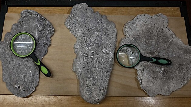 Muzeum North American Bigfoot Center vystavuje důkazy, artefakty a informace o...