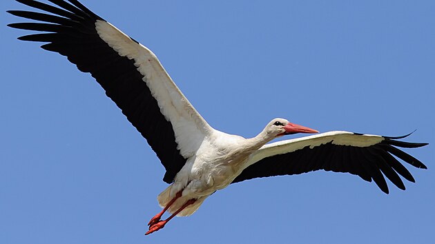 Čáp bílý. Umí využívat vzdušné proudy, na rozdíl od většiny druhů se mláďata...