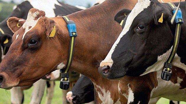 merck sensehub dobytek krávy monitor sledovací zařízení obojek zdraví
