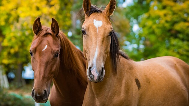 Jezdecký klub Norma na zámku v Řitce nese jméno po klisně, s níže Lata...