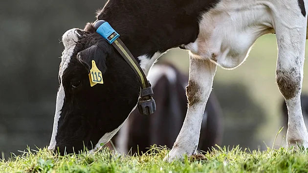 Monitorovací nákrčník Sensehub