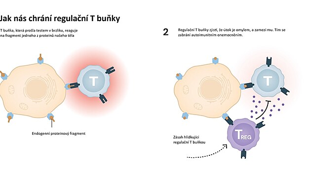 Popis funkce regulační T buňky