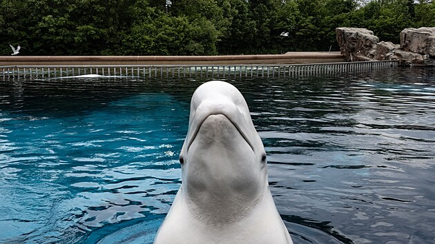 Bělucha pluje ve vodní nádrži v Marinelandu. (13. července 2023)
