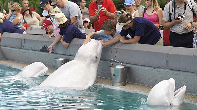 Návštěvníci Marinelandu krmí běluchy. (17. srpna 2009)