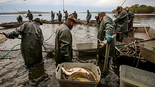 Rybáři loví rybník Rožmberk (17. října 2025)