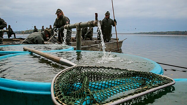 Rybáři loví rybník Rožmberk (17. října 2025)