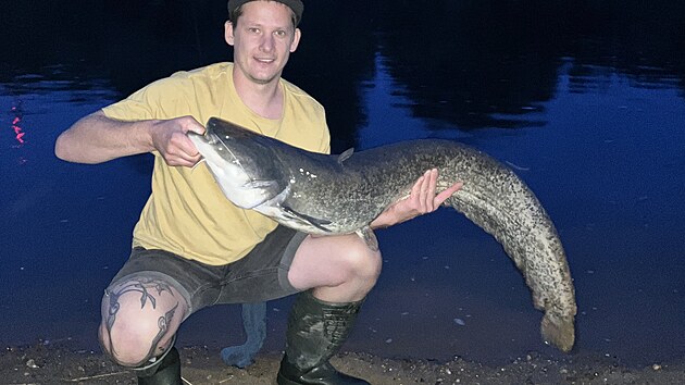 Sumec z řeky Moravy