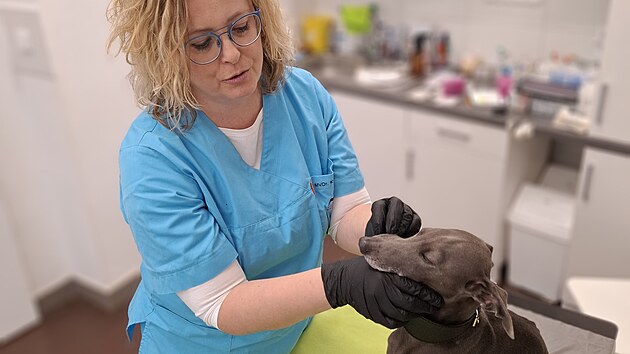 Vyšetření psa před zklidněním