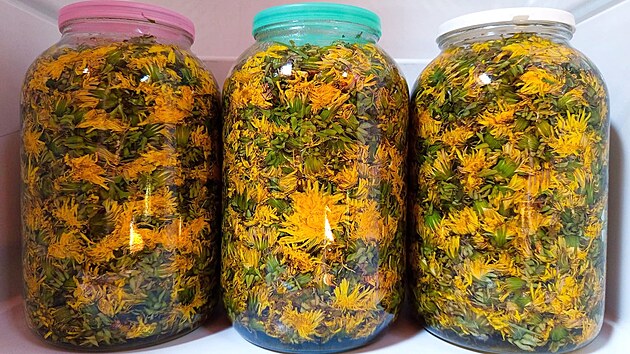 Každá bylinka potřebuje jiný čas pro macerování. Na snímku výroba sirupu ze smetanky lékařské neboli pampelišky.