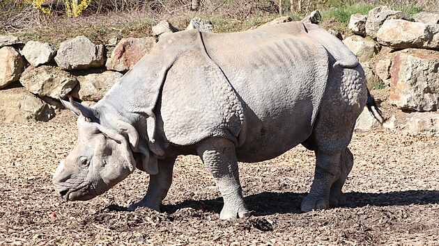 Plzeňská zoo přišla o nosorožce indického Baabuu, v úterý by oslavil 21. narozeniny.