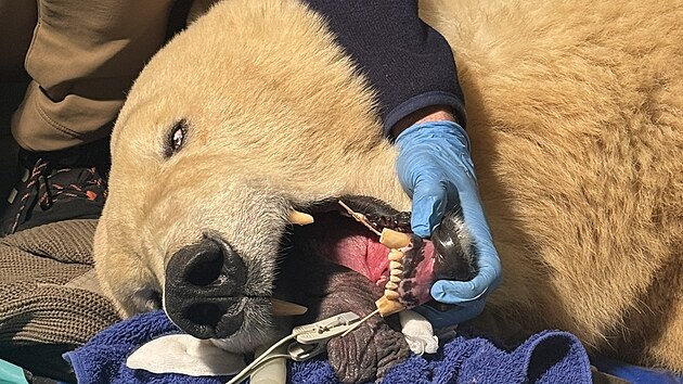 Vyšetření odhalilo u lední medvědice Elsy frakturu tří zubů – obou dolních špičáků a jednoho řezáku.