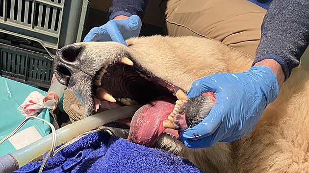 Celý stomatologický zákrok lední medvědice Elsy byl časově i technicky náročný, avšak proběhl úspěšně. Po ošetření se šelma velmi dobře zotavuje, její apetit se postupně zlepšuje a začíná znovu prospívat.