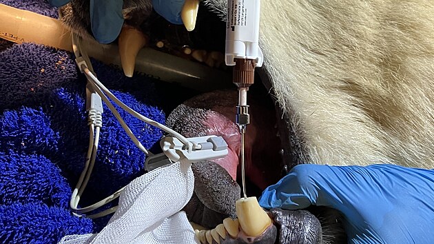 Celý stomatologický zákrok lední medvědice Elsy byl časově i technicky náročný, avšak proběhl úspěšně. Po ošetření se šelma velmi dobře zotavuje, její apetit se postupně zlepšuje a začíná znovu prospívat.