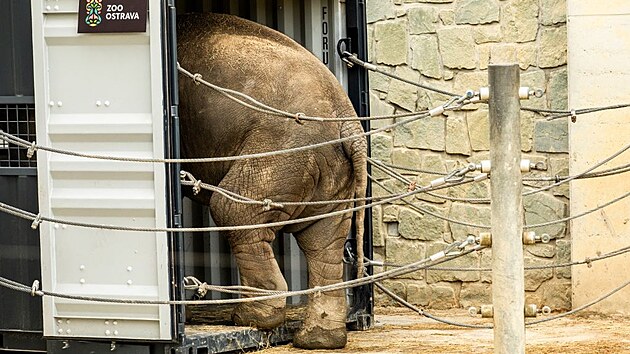 Z ostravské zoo odjel do Francie sloní puberťák. Mladý samec slona indického zamířil do svého nového domova ve francouzském Les Terres de Nataé nedaleko pobřeží Atlantiku se svými chovateli. Cesta zabere tři dny. (13. listopadu 2025)