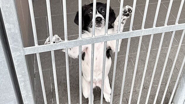Ve Psím útulku Ostrava se starají o osm štěňat, pět fen a tři psy. (listopad 2025)