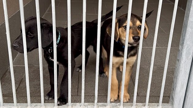 Ve Psím útulku Ostrava se starají o osm štěňat, pět fen a tři psy. (listopad 2025)