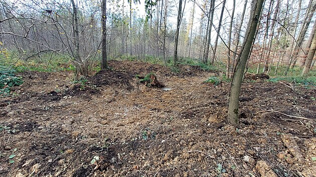 Patnáct tůní, které zadrží vodu na třech tisících metrech čtverečních, nechali vodohospodáři ze Správy toků pro povodí Odry z Lesů ČR vyhloubit ve třineckém lesoparku. (13. listopad 2025)