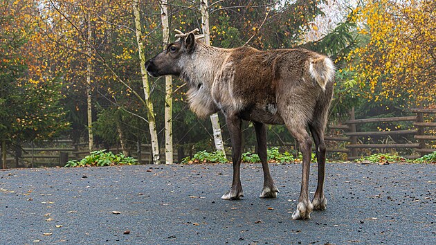 Sobí stádo v Olomouci patří k největším v Evropě. Nyní jej opustili dvě samice a dva samci. Naopak do Olomouce zamíří nový chovný samec. (12. listopadu 2025)
