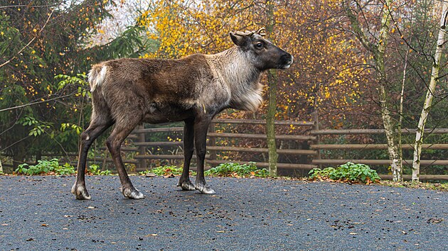 Sobí stádo v Olomouci patří k největším v Evropě. Nyní jej opustili dvě samice a dva samci. Naopak do Olomouce zamíří nový chovný samec. (12. listopadu 2025)