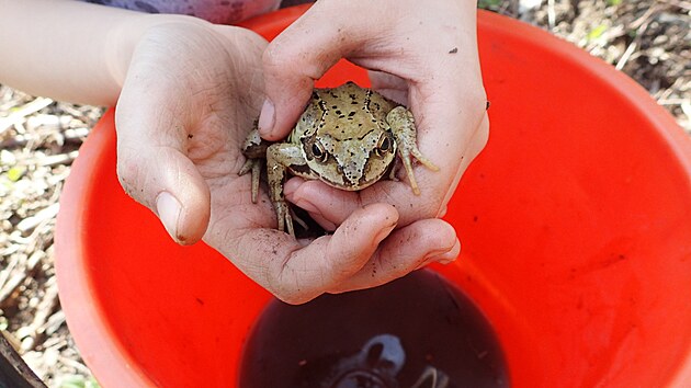 Skokan hnědý svoje putování přežije i díky záchraně od Martiny Huběnkové.