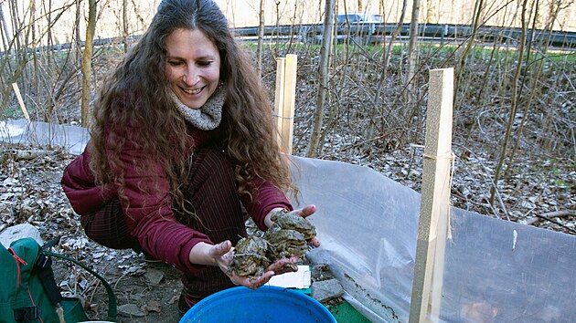 Přenášením žab do rybníka strávila Martina Huběnková stovky hodin, pomáhají jí i další nadšenci.