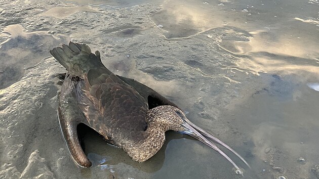 Zastřelený vzácný ibis hnědý na rybníku Velká Choryně