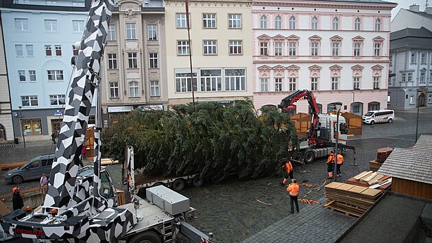 Olomoucký vánoční strom bude letos dvaapadesátiletá stříbrná jedle z Líšné na Přerovsku.