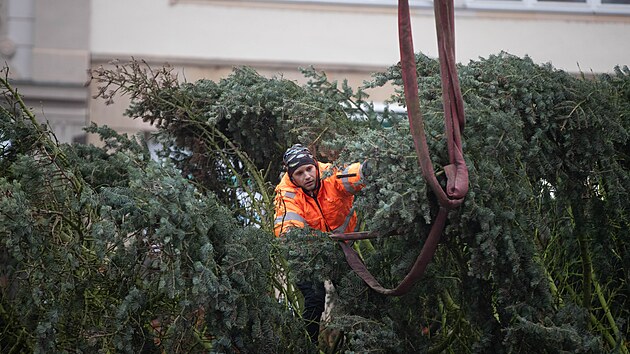 Pracovníci olomouckého magistrátu zvedali strom za pomoci jeřábu