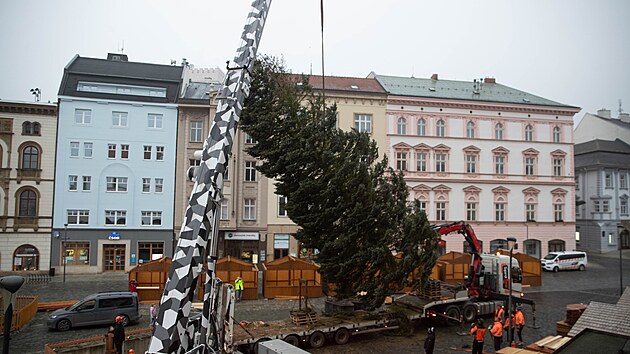 Momentka ze vztdyčování olomouckého vánočního stromu pro vánoční trhy 2025.