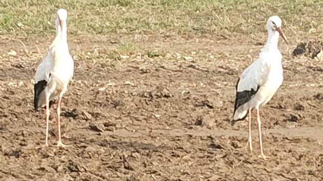 Dva opozdilci čápů bílých na Uničovsku zůstávají i po odletu. Záchranná stanice...