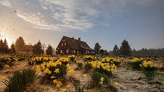 Narcisy s Hnojovým domem na Jizerce